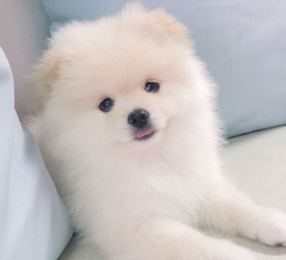 Simba: el adorable pomerania de Luis Suárez, delantero de Uruguay