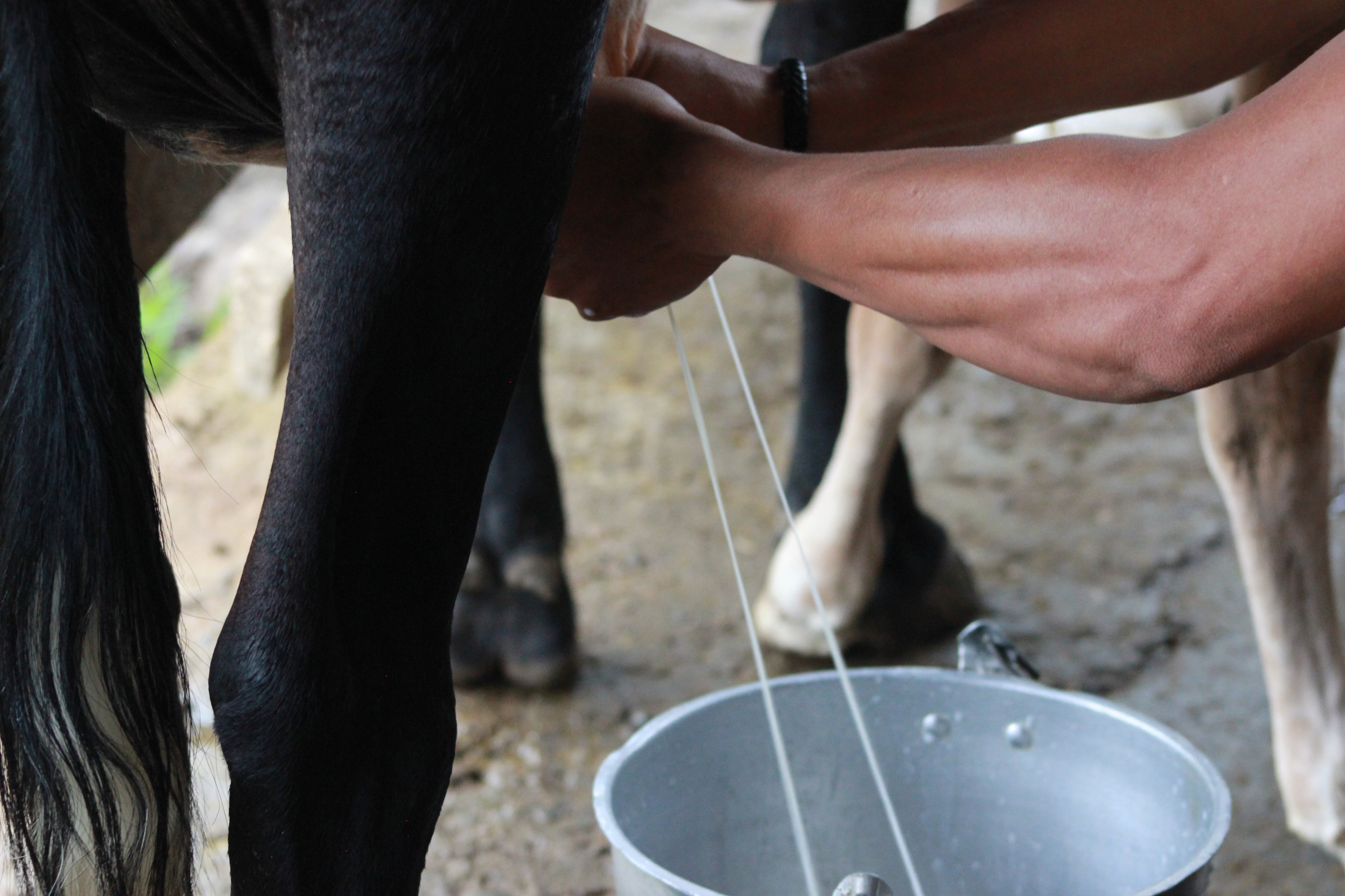 Las comunidades que lideran la transición hacia la agroecología en Chocó, Meta y Caquetá.