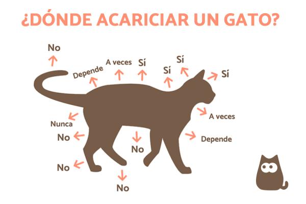 Aquí algunos consejos que brinda Experto Animal.