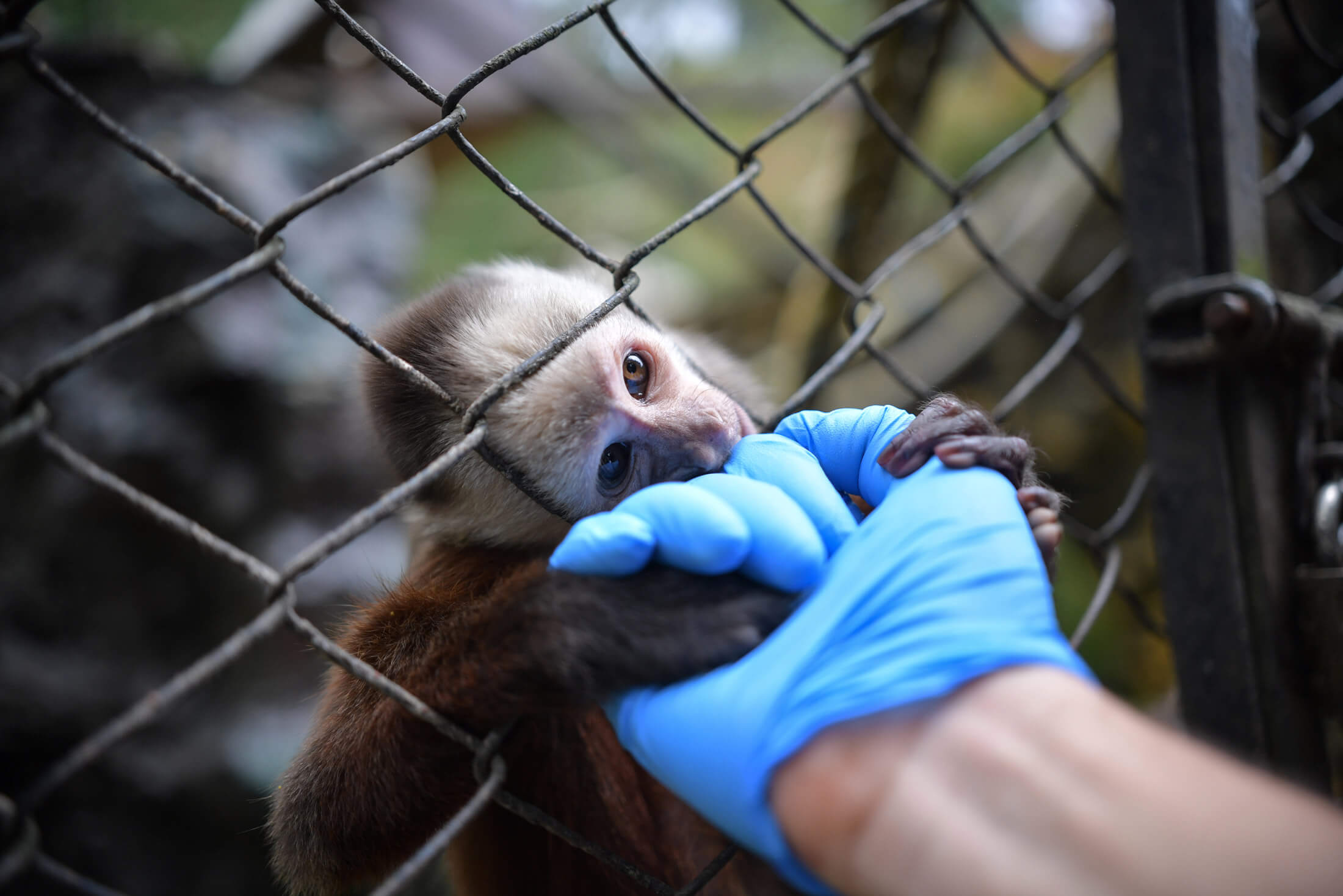 El cierre de diversos espacios públicos, como los zoológicos llevó a estos a una dura crisis económica, tanto así que muchos se quedaron sin recursos para alimentar a los animales. / Jose Vargas