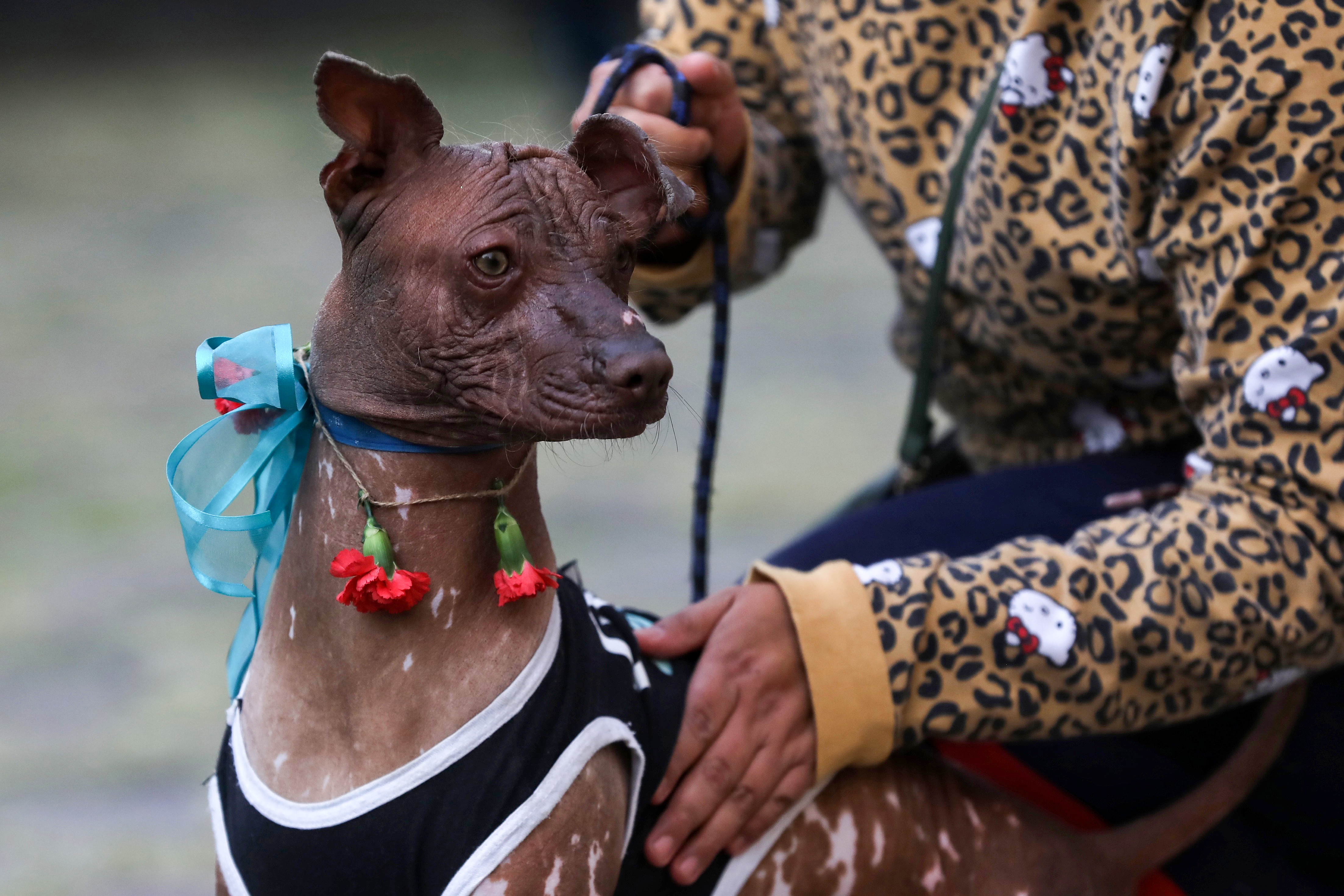 MEX4390. CIUDAD DE MÉXICO (MÉXICO), 17/01/2023.- Personas llevan a sus mascotas a bendecir en el marco de los festejos de San Antonio Abad, hoy, en Ciudad de México (México). Como si de una pasarela se tratara, cientos de mascotas y animales de campo desfilaron, con sus mejores vestidos, collares y hasta con gafas de sol, por el atrio de la iglesia de San Antonio Abad, quien es recordado como el santo protector de los animales y cuyo santoral se celebra este martes 17 de enero. EFE/Sáshenka Gutiérrez
