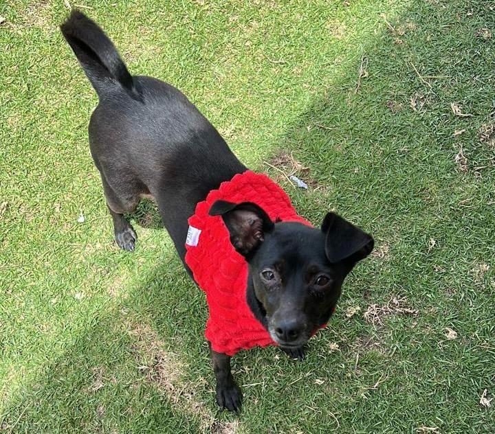 Pimienta ha estado en más de 10 jornadas de adopción, pero sigue sin hogar