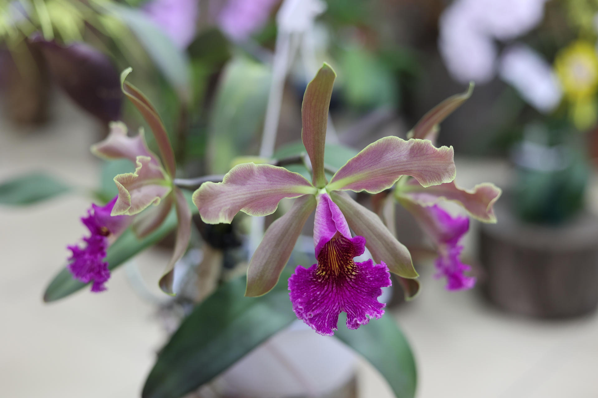 La orquídea ideal: la búsqueda de un certamen de belleza entre 900 especies