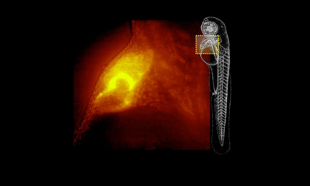 El microscopio que extrae imágenes 3D de organismos vivos en movimiento