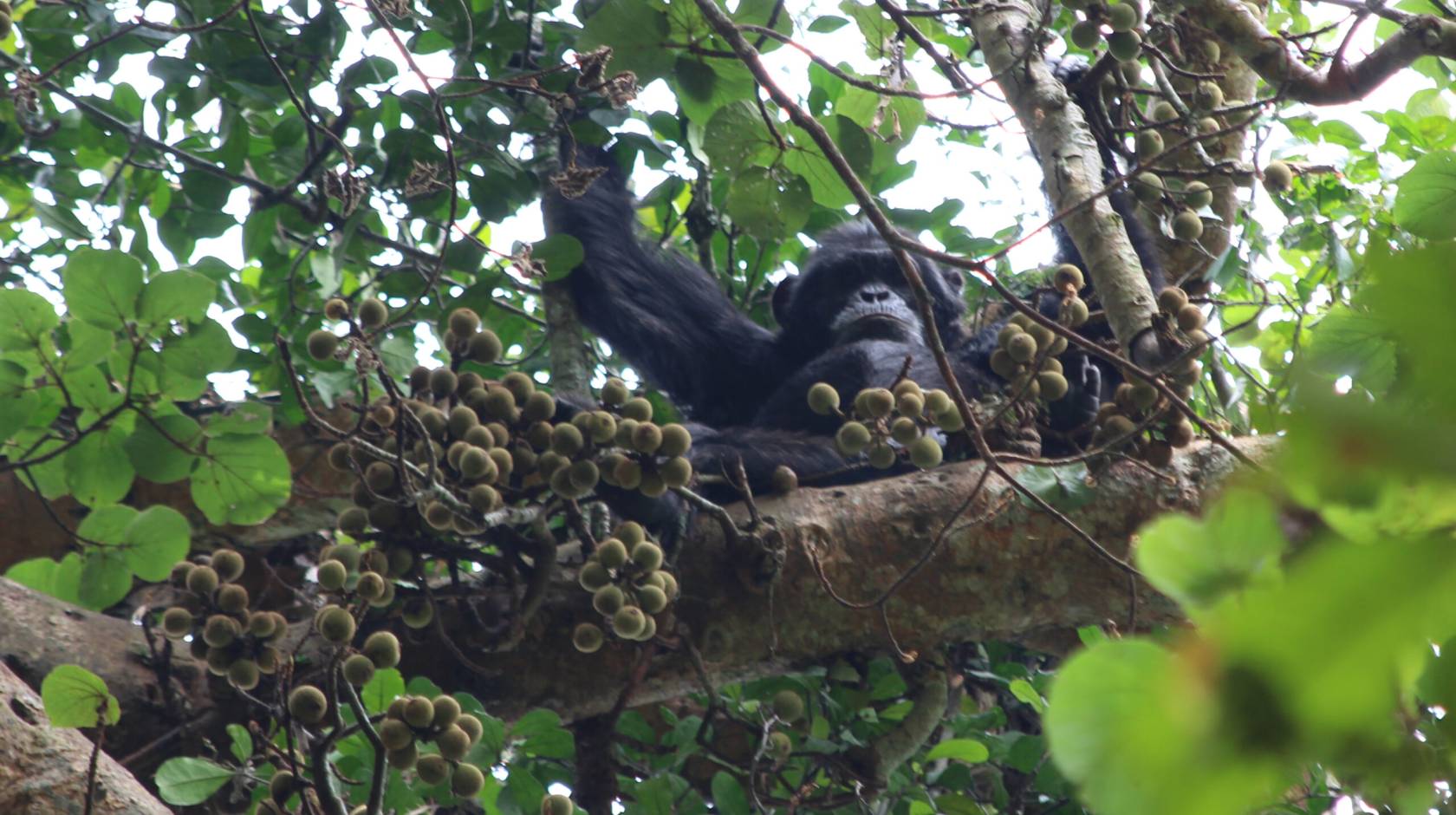 Cada día, los chimpancés ingieren el equivalente a una bebida alcohólica