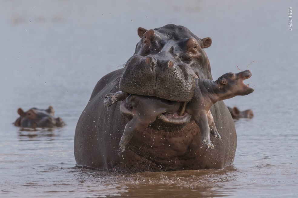 Esta imagen tomada por Adrian Hirschi es una de las finalistas del Wildlife Photographer of the Year.