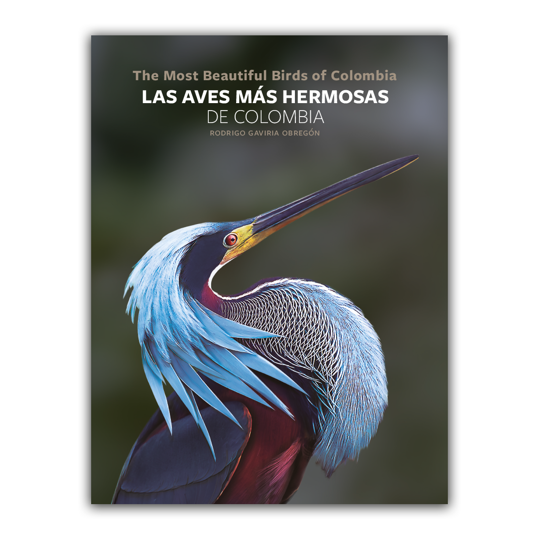 ¿Cuáles son las aves más hermosas de Colombia?