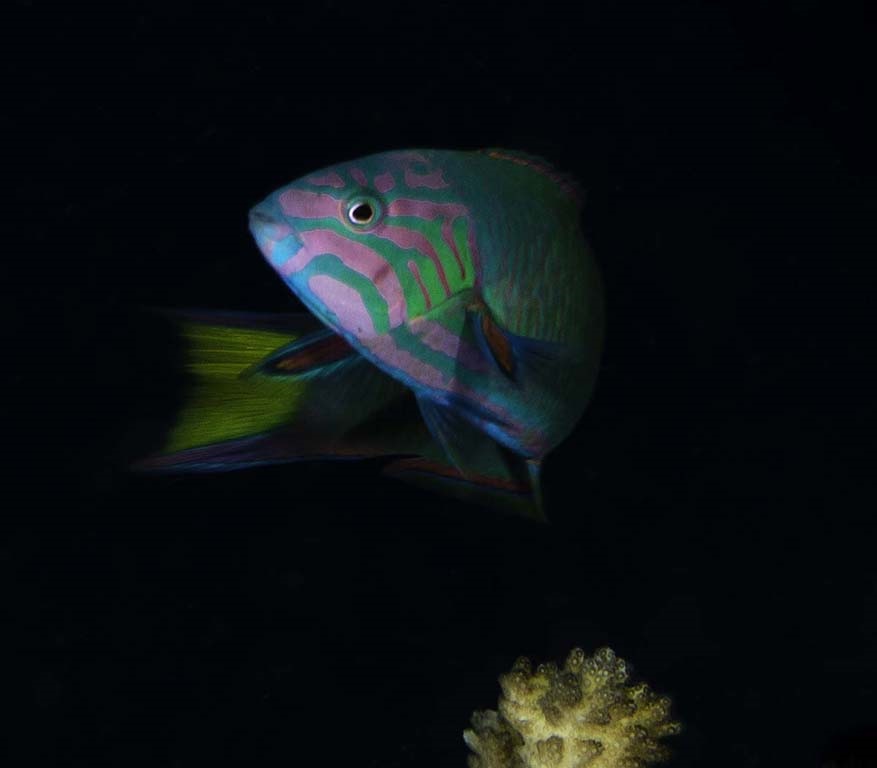 Galería vida submarina