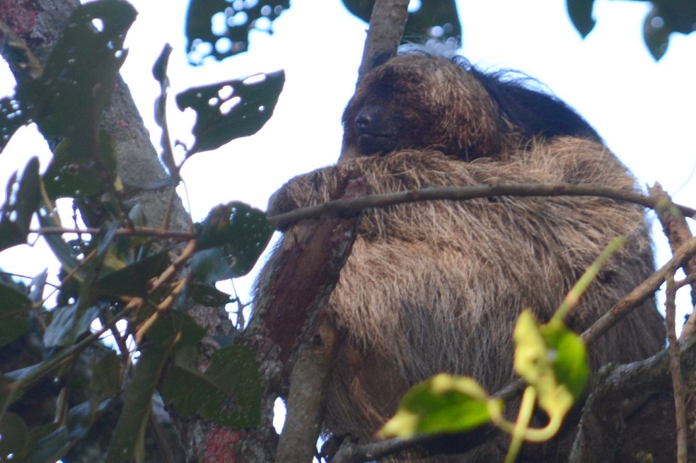 Descubren una nueva especie de oso perezoso en la selva brasileña