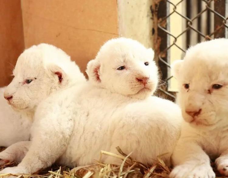 Nacen seis leones blancos en zoológico de Pakistán: así puede ayudar a nombrarlos