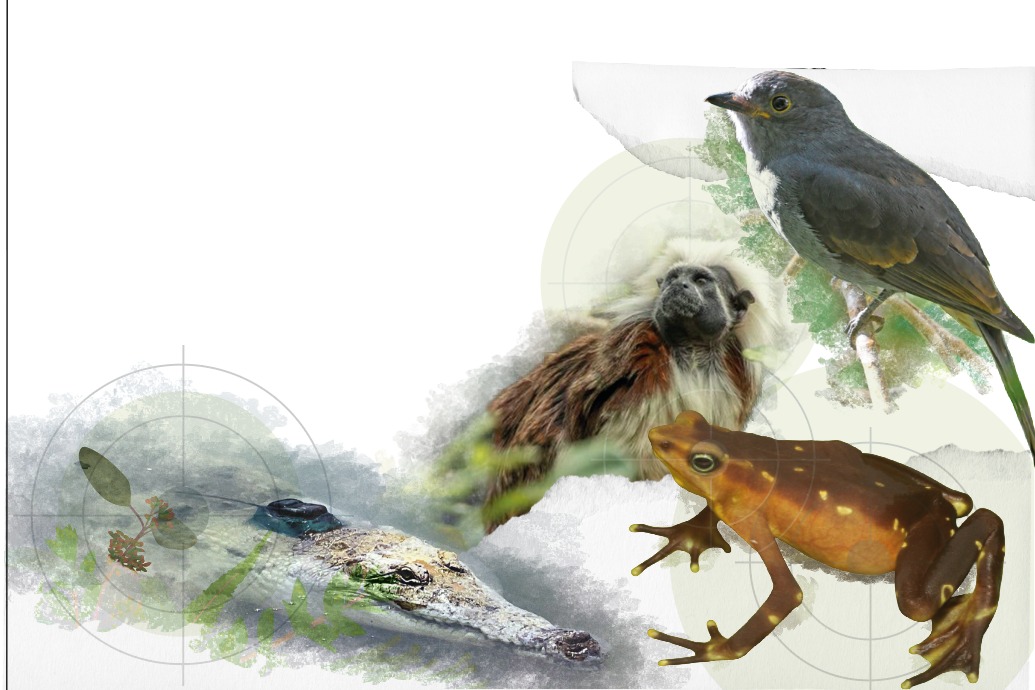 odas estas especies, que para la JEP están en Peligro Crítico por el conflicto armado, tienen muchas más variables que explican su declive. En la imagen "Crocodylus intermedius", "Saguinus oedipus" y "Lipaugus weberi".