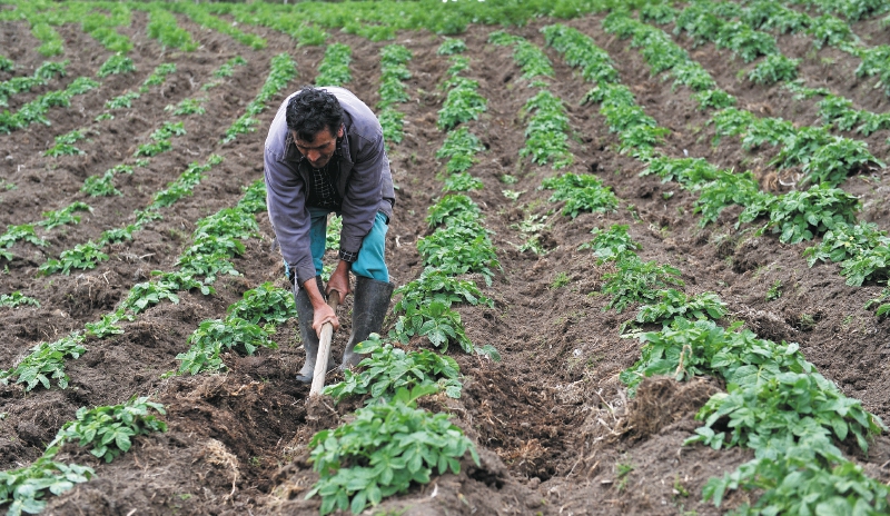 Así va la reforma agraria tras un año del Gobierno Petro