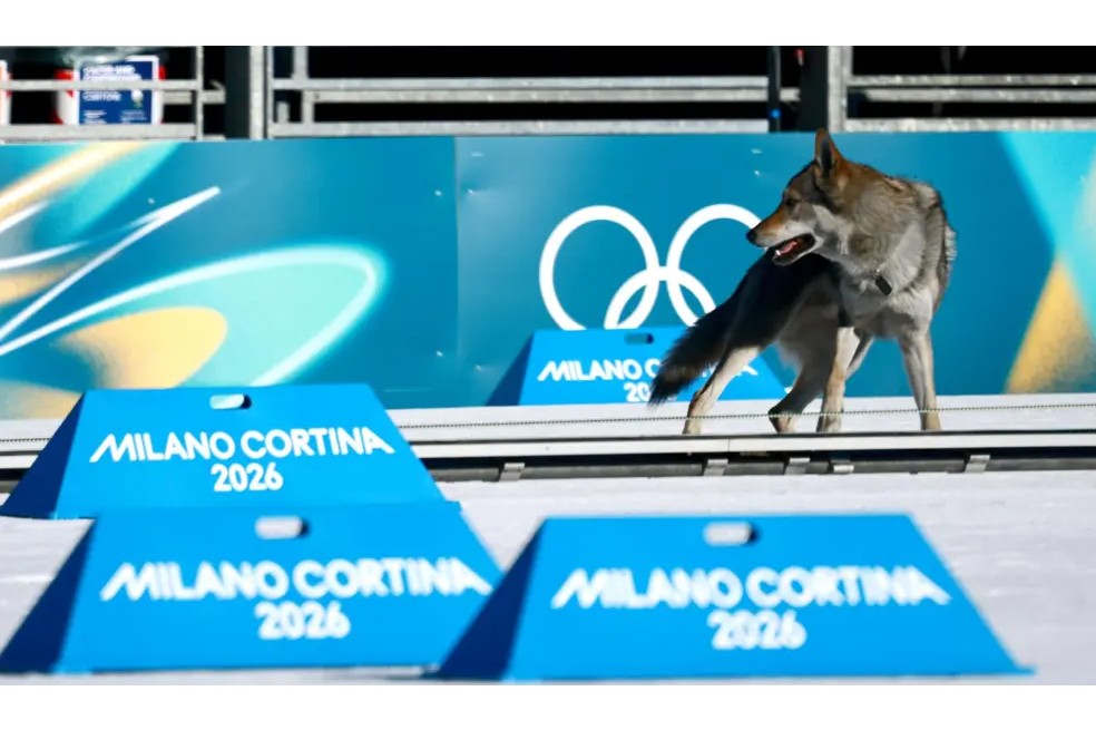 Perro lobo irrumpe en carrera en los Olímpicos y vuelve viral la llegada a la meta (video)