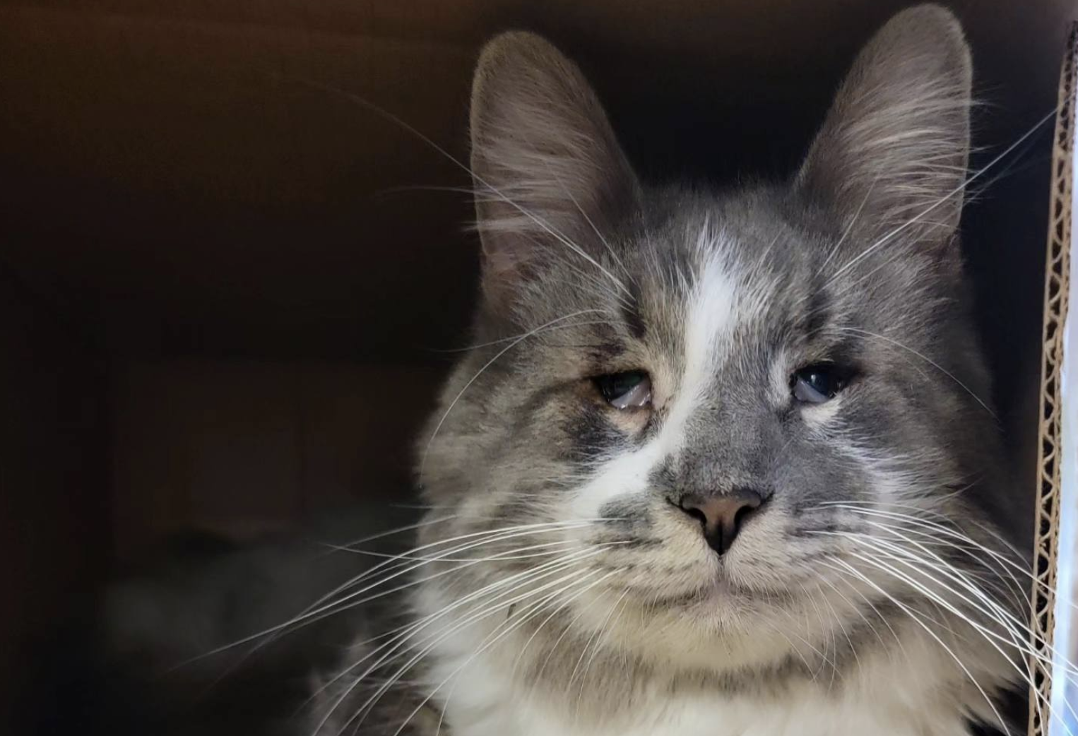 “El gato más triste del refugio” finalmente es adoptado
