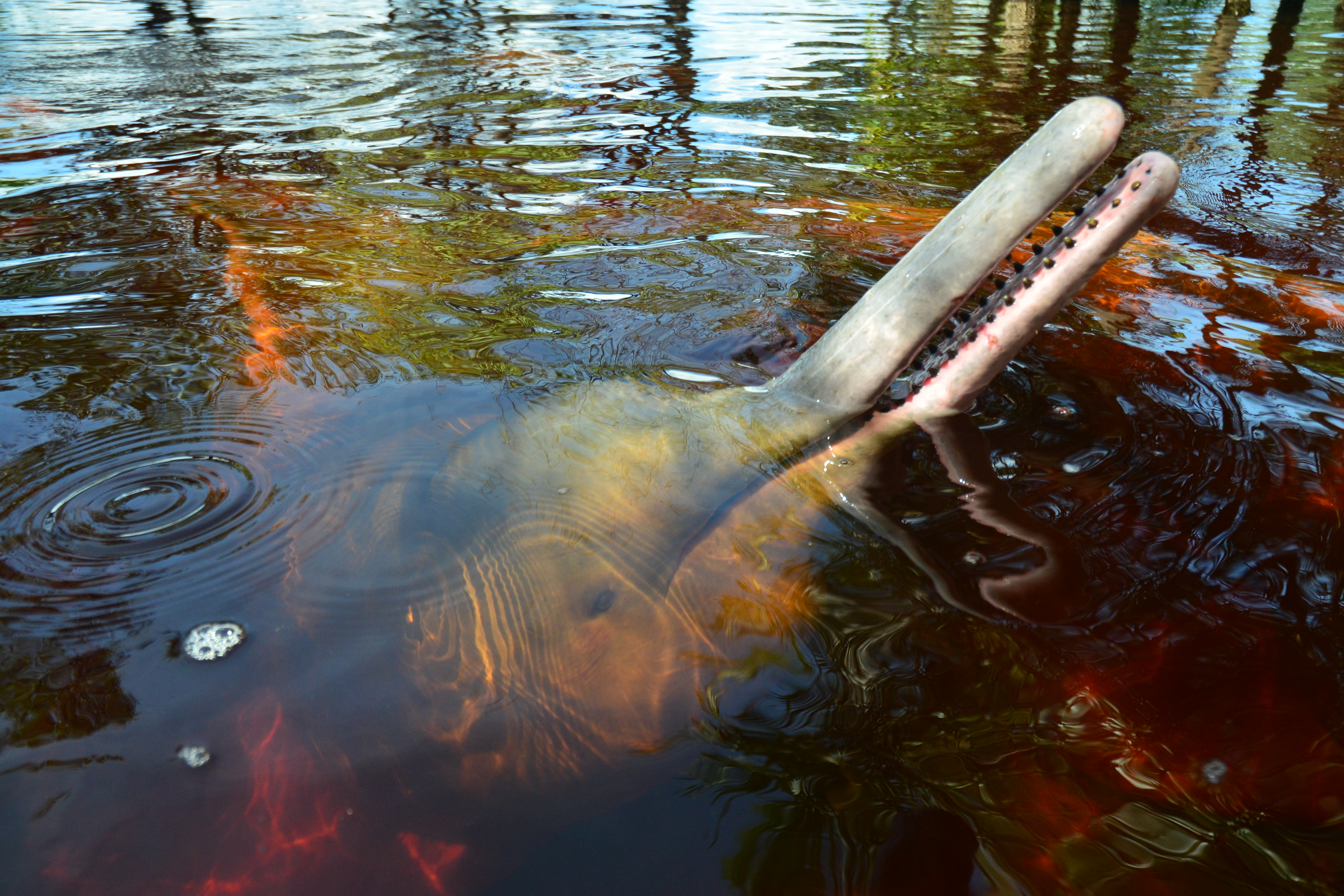 La medida para proteger a los delfines de río que Colombia le presentará al mundo