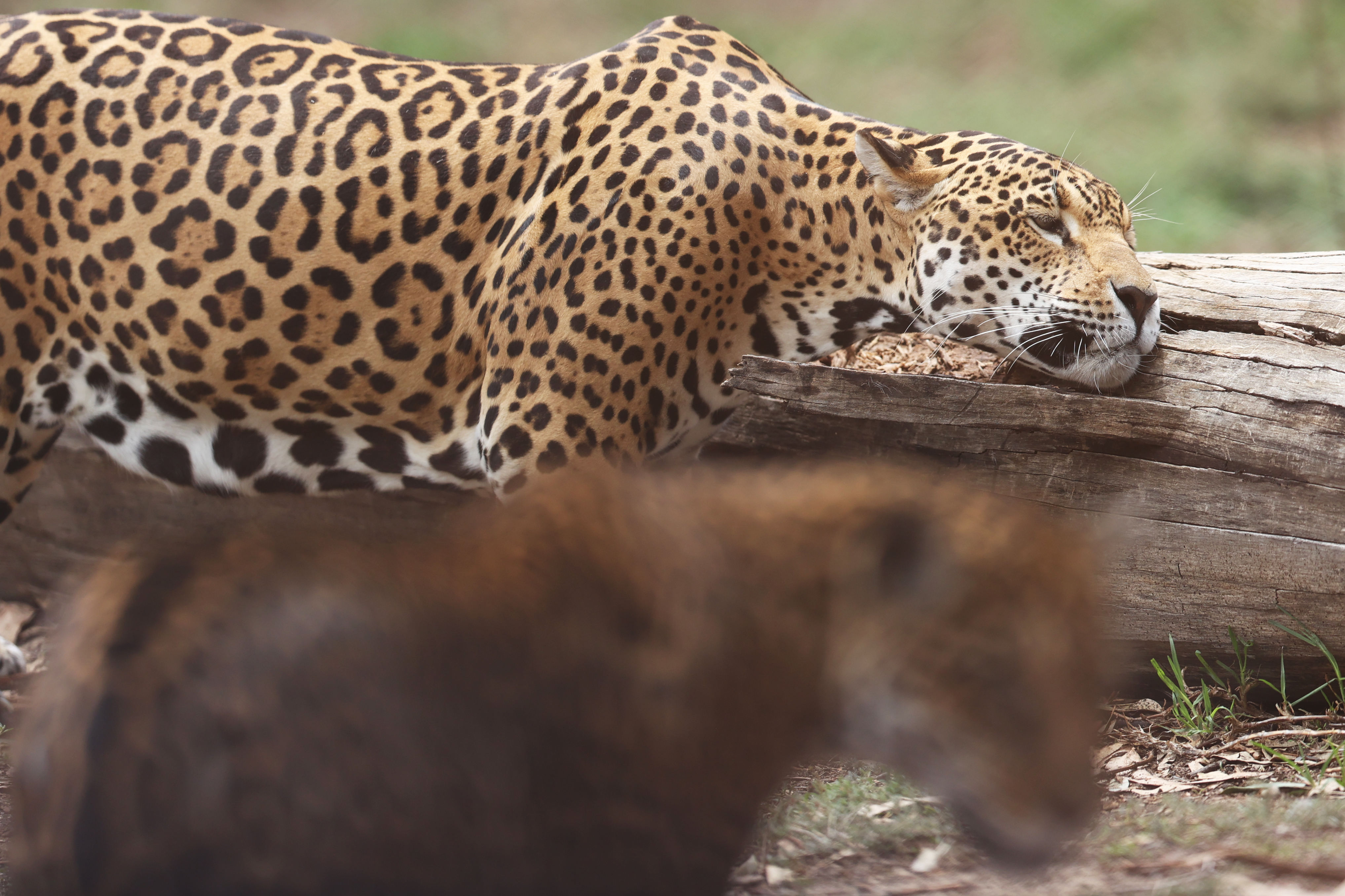 En video quedó registrada la visita de un jaguar al PNN El Tuparro, en Vichada