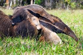 Avistan a oso hormiguero y a un puma en Medellín