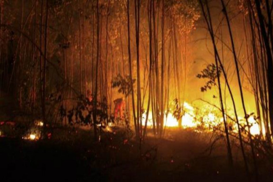 Chile: alerta roja múltiple por incendios forestales en el sur del país