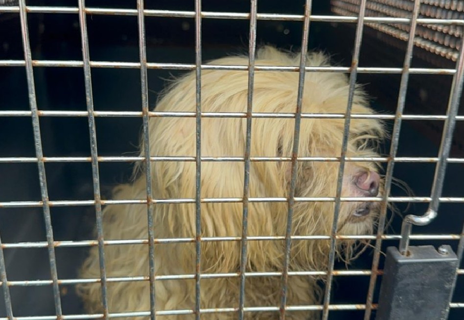 Emergencia en Medellín: más de 230 animales atendidos por inundaciones