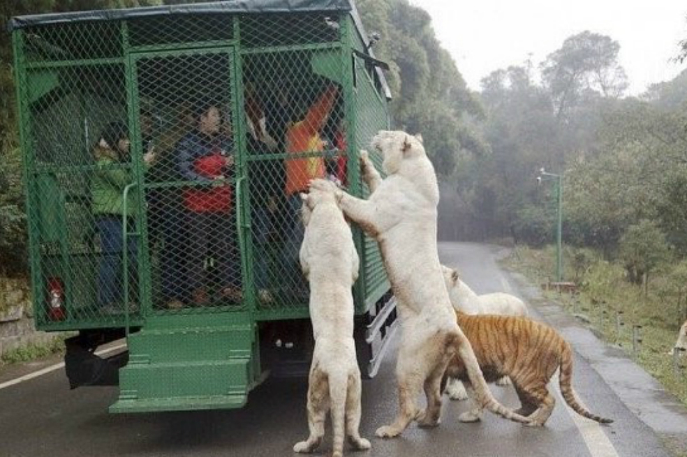 El zoológico donde los humanos son la carnada