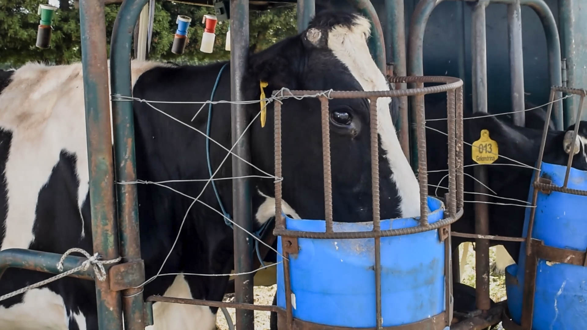 “Desmantelar el especismo es muy difícil”: ONG Sinergia Animal