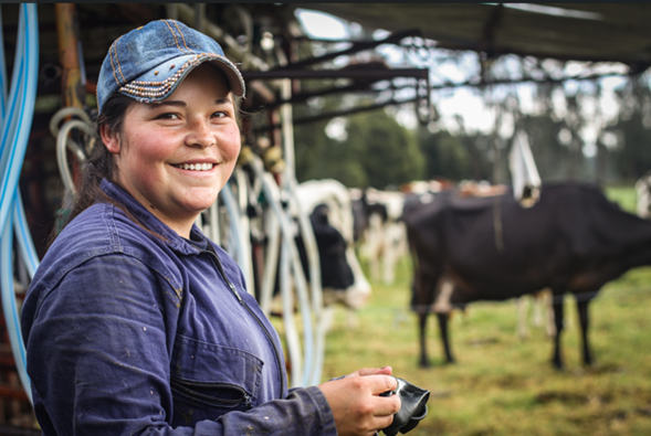 La compañía actualmente trabaja de la mano de más de 10.000 productores de leche en el país, de los cuales 1.222 se encuentran en zonas afectadas por el conflicto armado y 304 se encuentran en municipios con Programas de Desarrollo con Enfoque Territorial (PDET).
