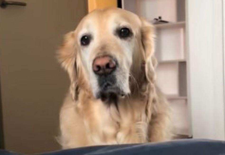 Batalla por la atención: perro no deja que su dueña comparta cama con su novio