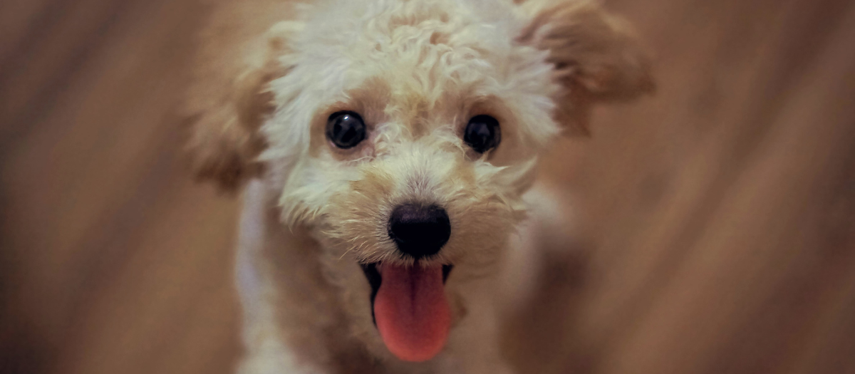 La marcha lenta podría ser un signo de demencia en perros mayores
