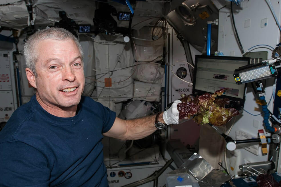 Cultivan en el espacio lechugas sin microbios para los astronautas