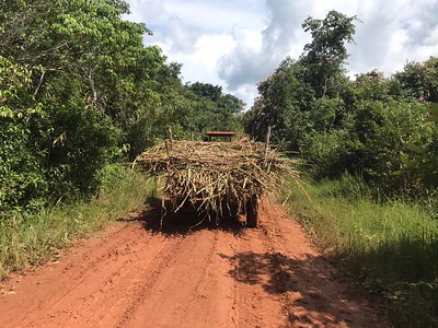 Biomasa residual de caña panelera genera nuevas oportunidades de mercado