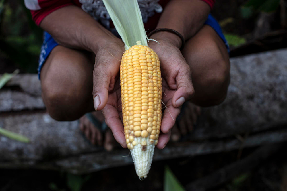 Los expertos recomiendan llenar más de la mitad del plato con productos de origen vegetal.