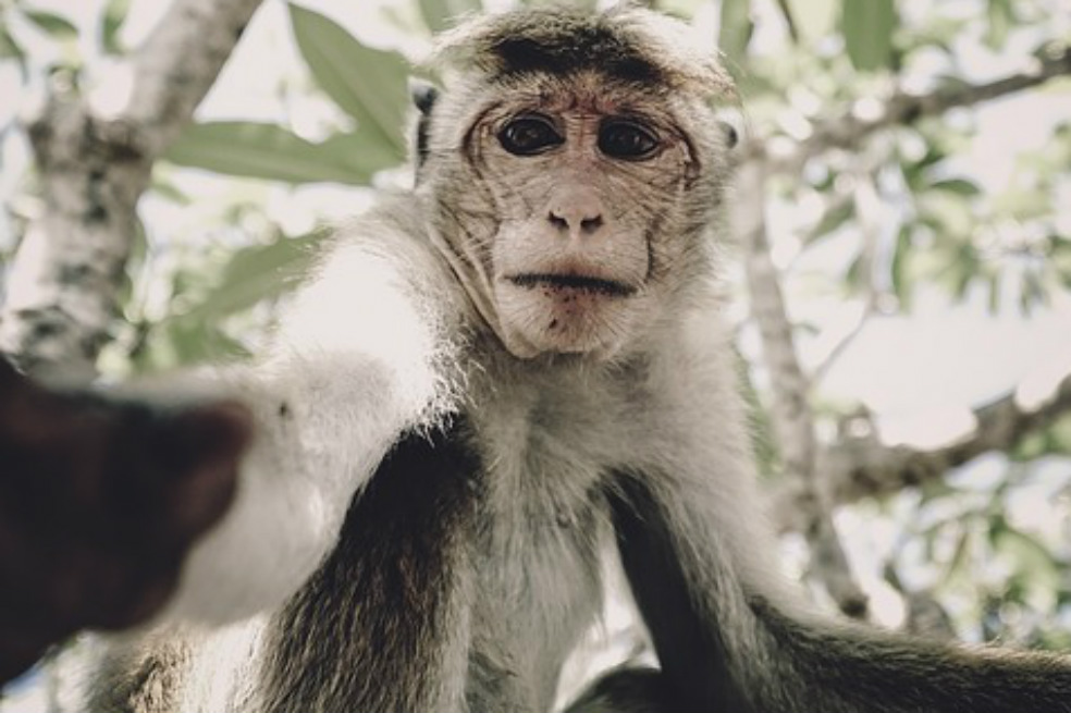 Selfies con animales en la Amazonia,  una mala idea