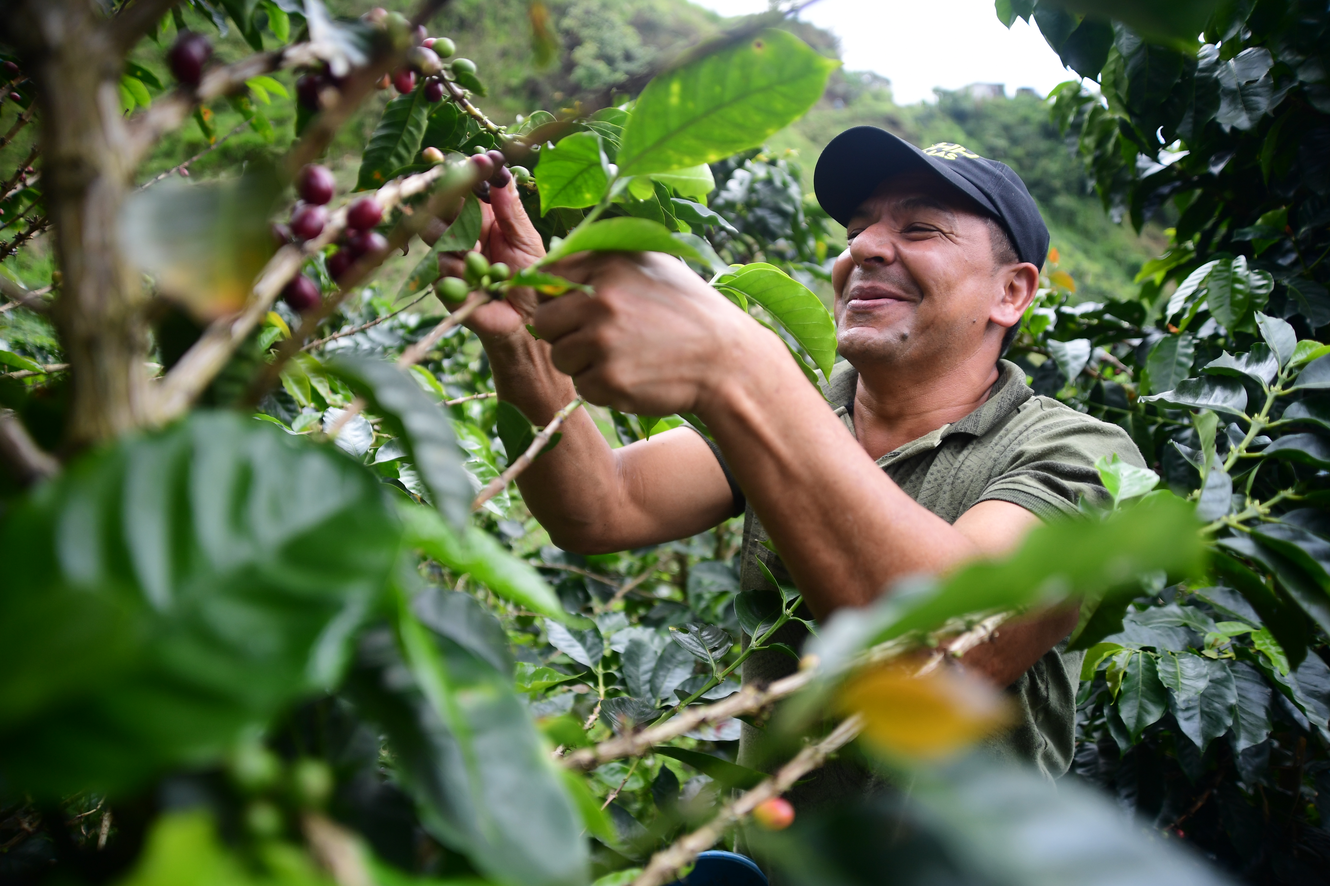 Producción de café aumentó 41 % en enero: ¿a qué se debe?