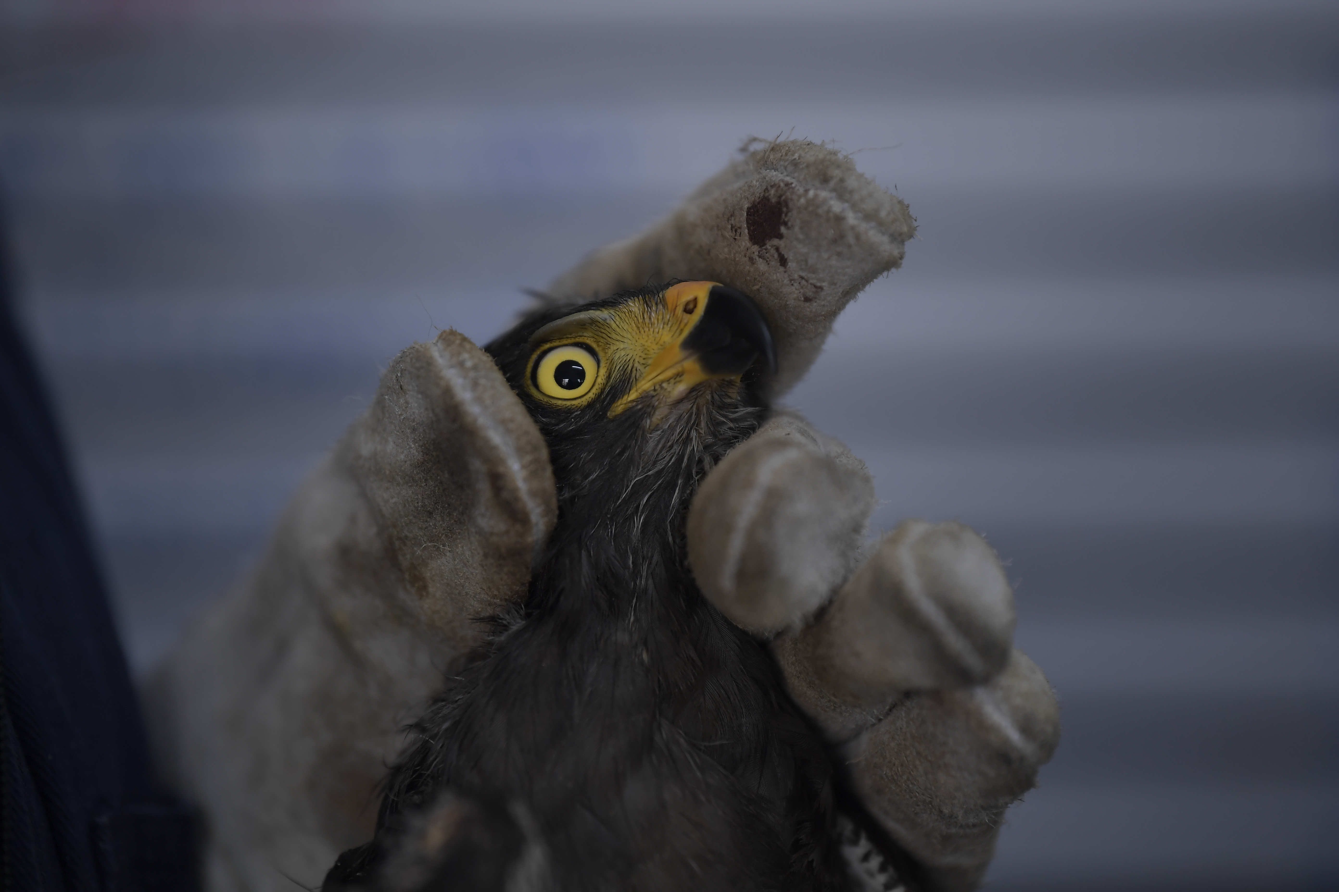 Así es el desconocido lugar de la Universidad Nacional donde salvan animales