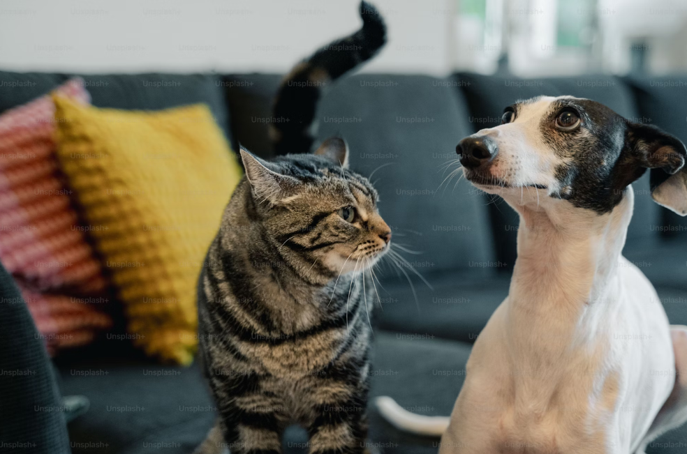 Estas son las recomendaciones de los expertos para elegir el nombre de una mascota