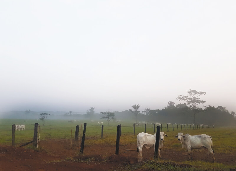 La deforestación en Guaviare por fin tiene nombre