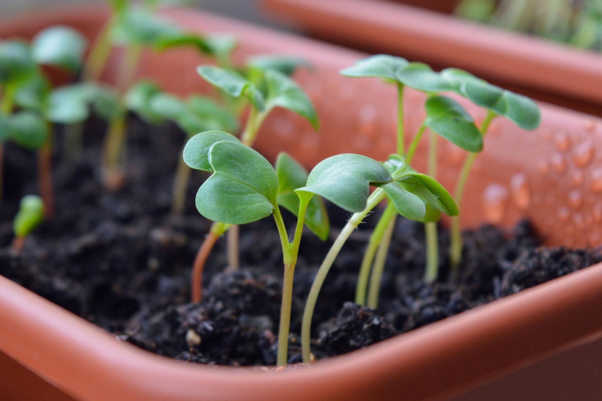 Agricultura, campo en casa, huerta orgánica en espacios reducidos.