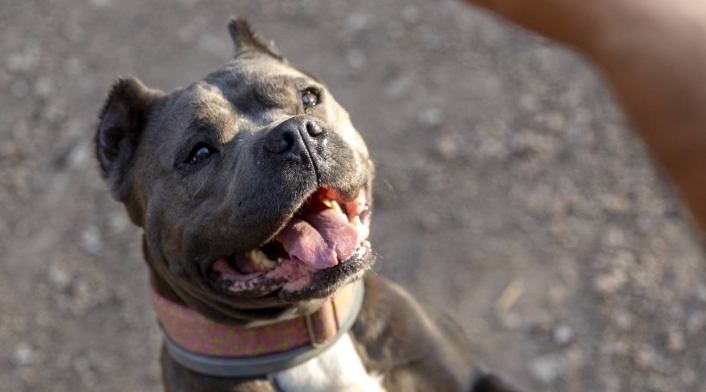 como registrar mi cachorro american bully