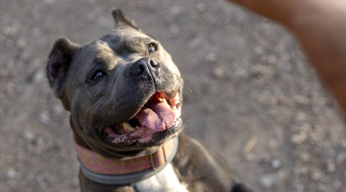 Luego de las declaraciones del primer mandatario de Reino Unido, los expertos han puesto en juicio la prohibición de tener un perro America Bully XL, ya que no generará un impacto a corto plazo.