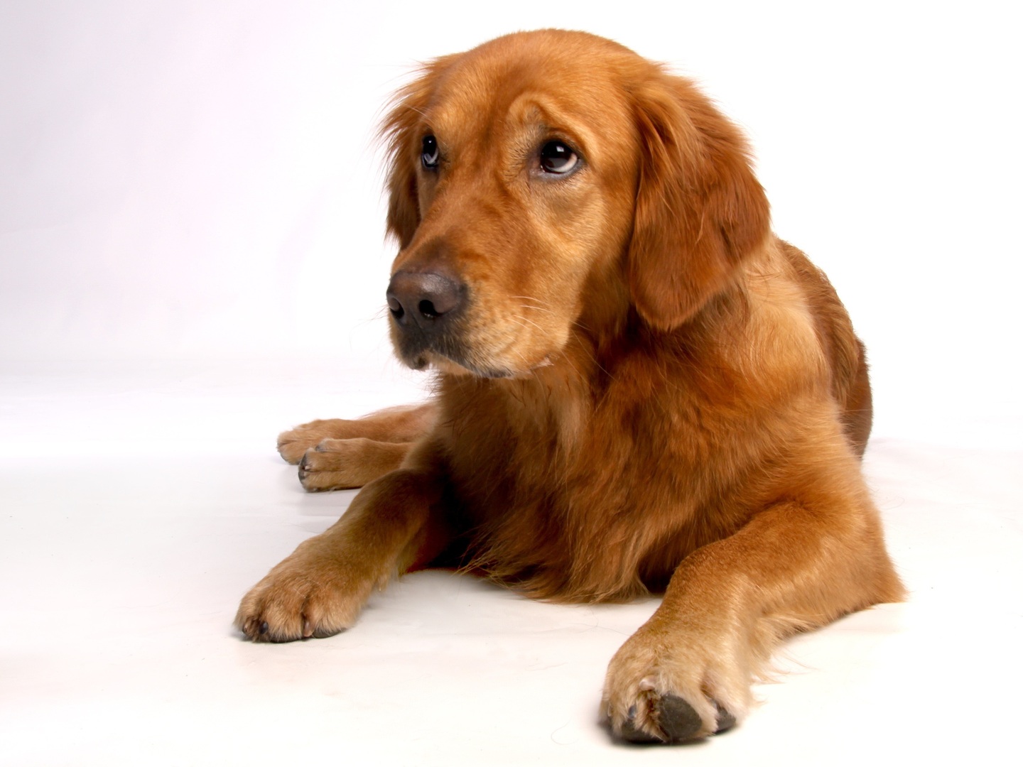 ¿Tener un perro ayuda a nuestra salud y alarga nuestra vida? Esto sugiere la ciencia