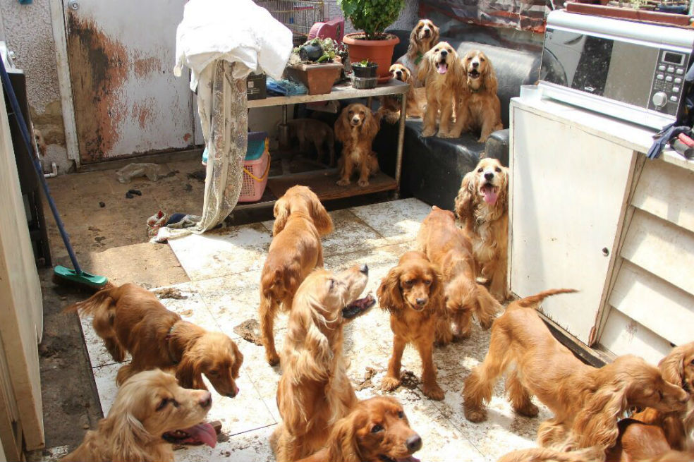 Rescatan a 57 perros, un perico y dos tortugas durante desalojo en Bogotá