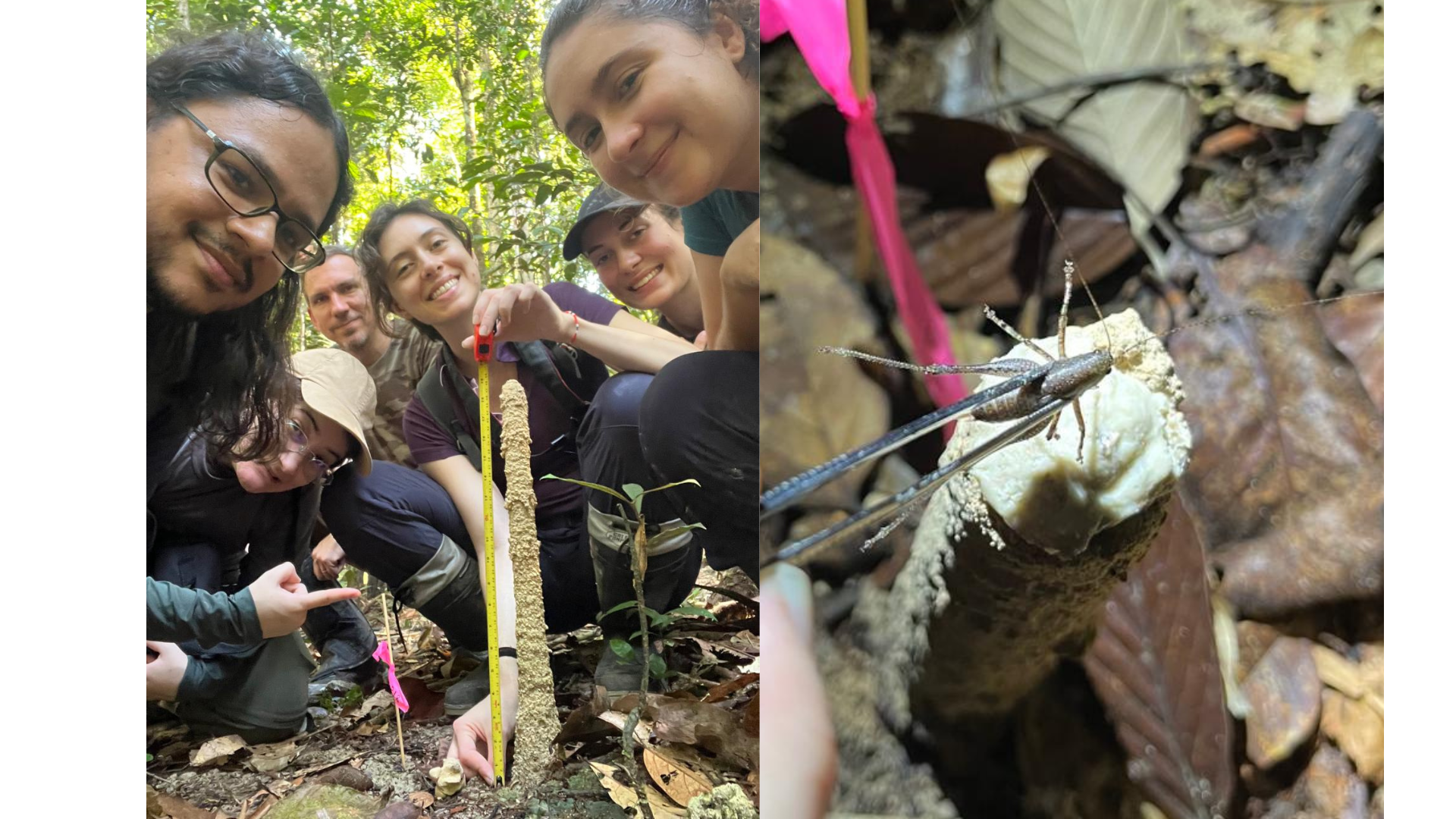 La expedición, cerca de la ciudad de Manaos, se realizó en el marco de un programa de entrenamiento en Ecología Cuantitativa del Instituto Serrapilheira.
