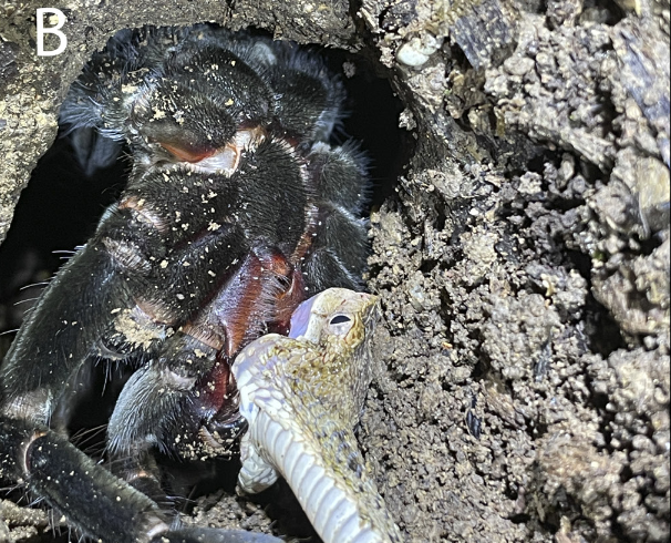 Registran, por primera vez, a una especie de tarántula comiéndose a una víbora