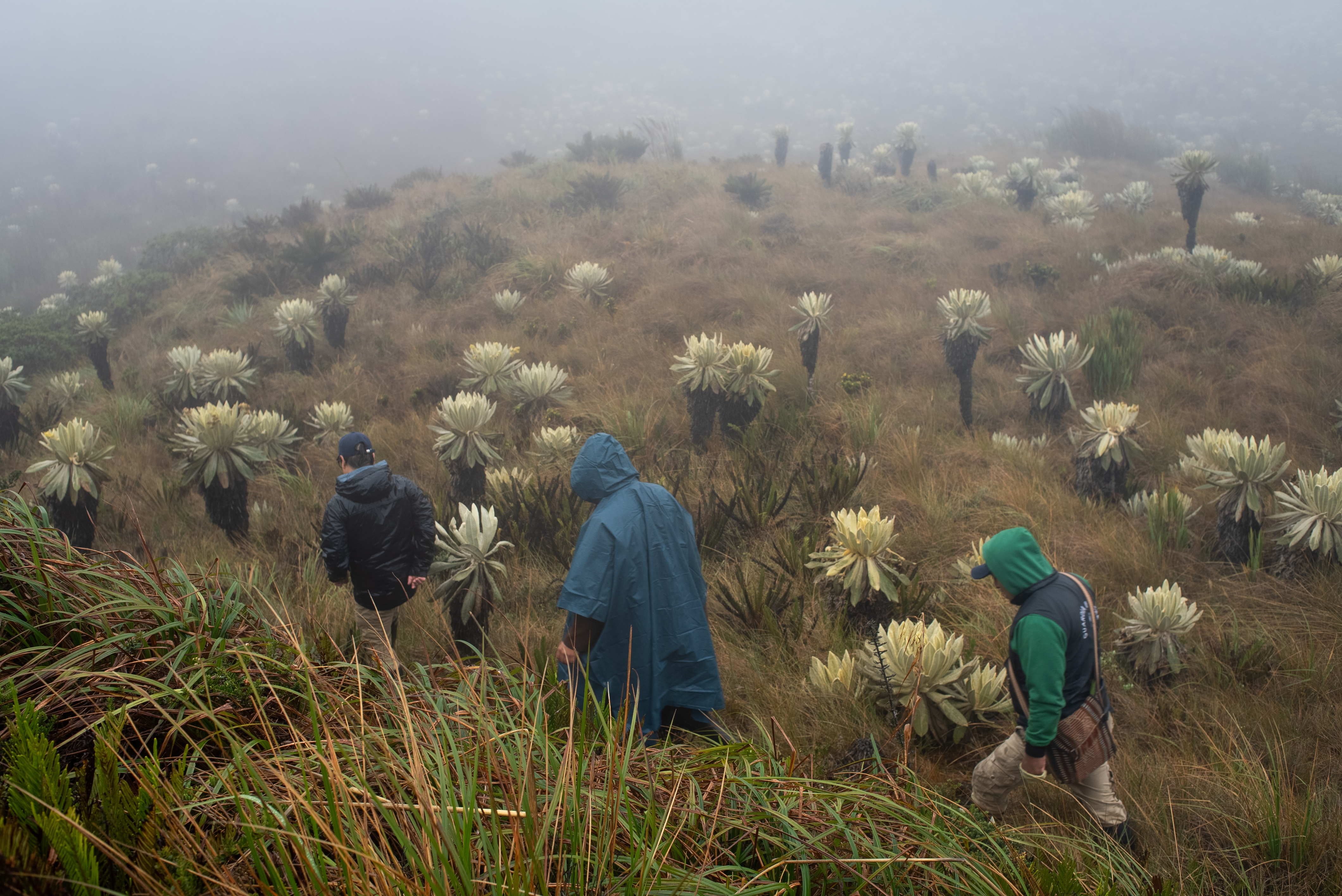 * Conserva Aves es una iniciativa liderada por American Bird Conservancy (ABC), National Audubon Society (Audubon), BirdLife International (BirdLife), Birds Canada y la Red de Fondos Ambientales de Latinoamérica y del Caribe (RedLAC).