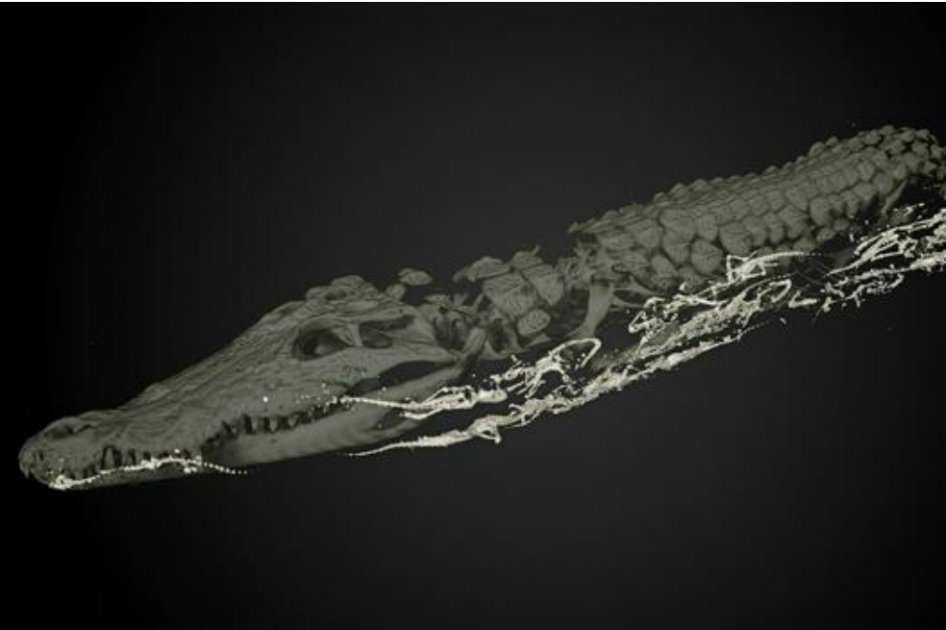 Hallan 47 crías dentro de un cocodrilo momificado de hace 2.500 años