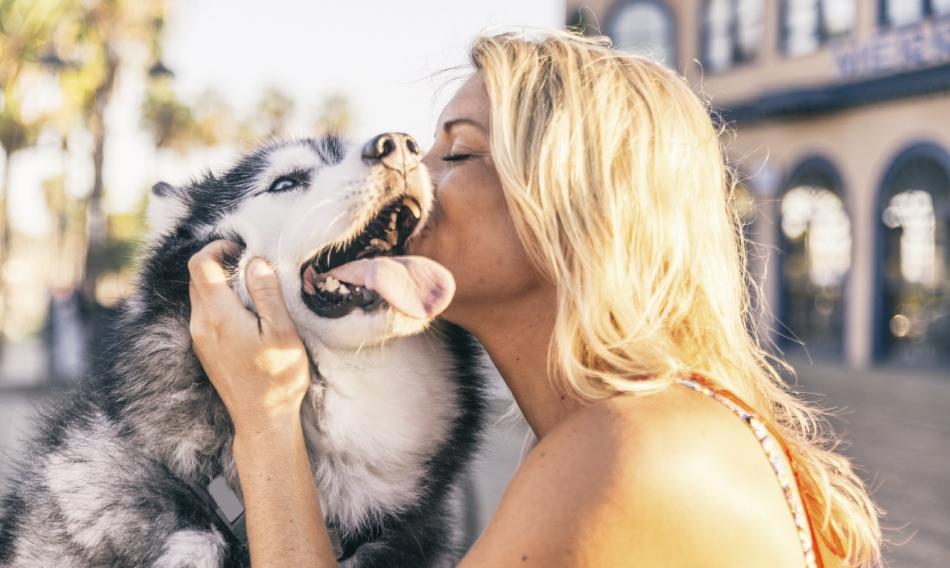 Ocico pet care, una solución tecnológica para la comida de tu mascota