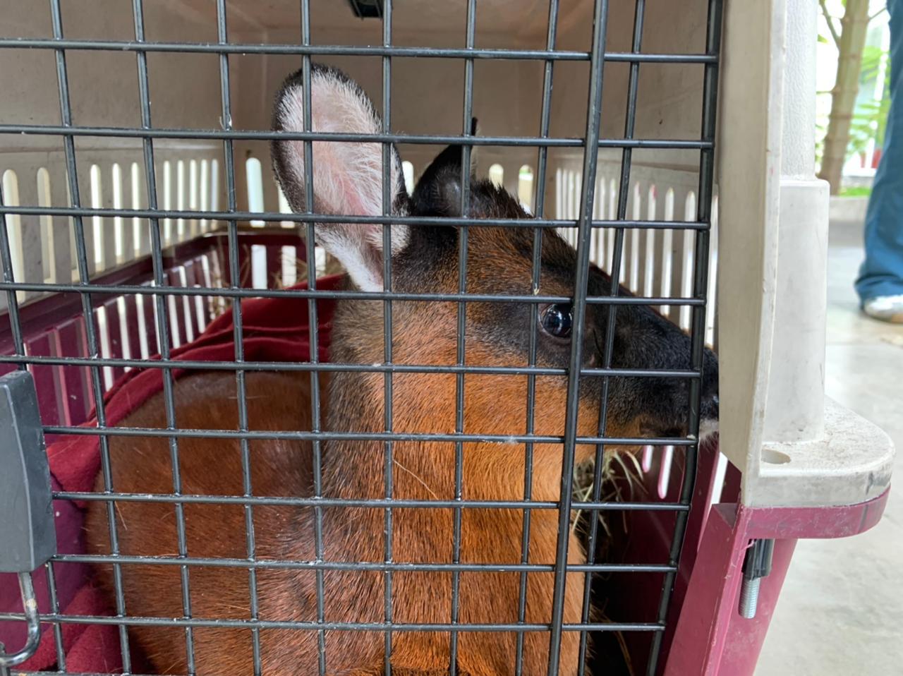 Encuentran a un venado herido en canal de la calle 127, al norte de Bogotá