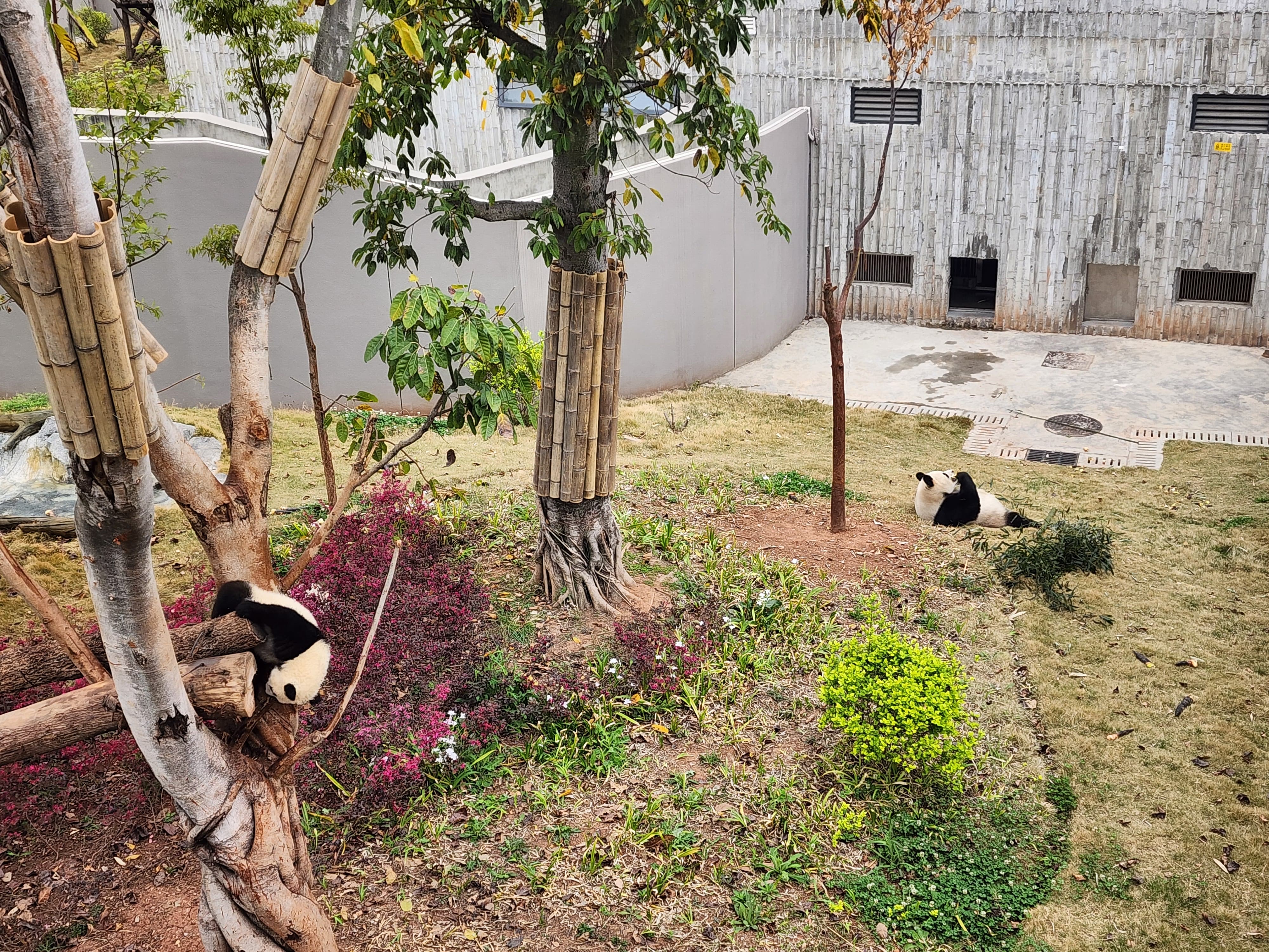 La ternura llega a otro nivel cuando se llega al hábitat de Fu Lu y Fu Ru, madre e hija, quienes son descritos por los guías como dos pandas “de dulce mirada, sensibles y curiosos.