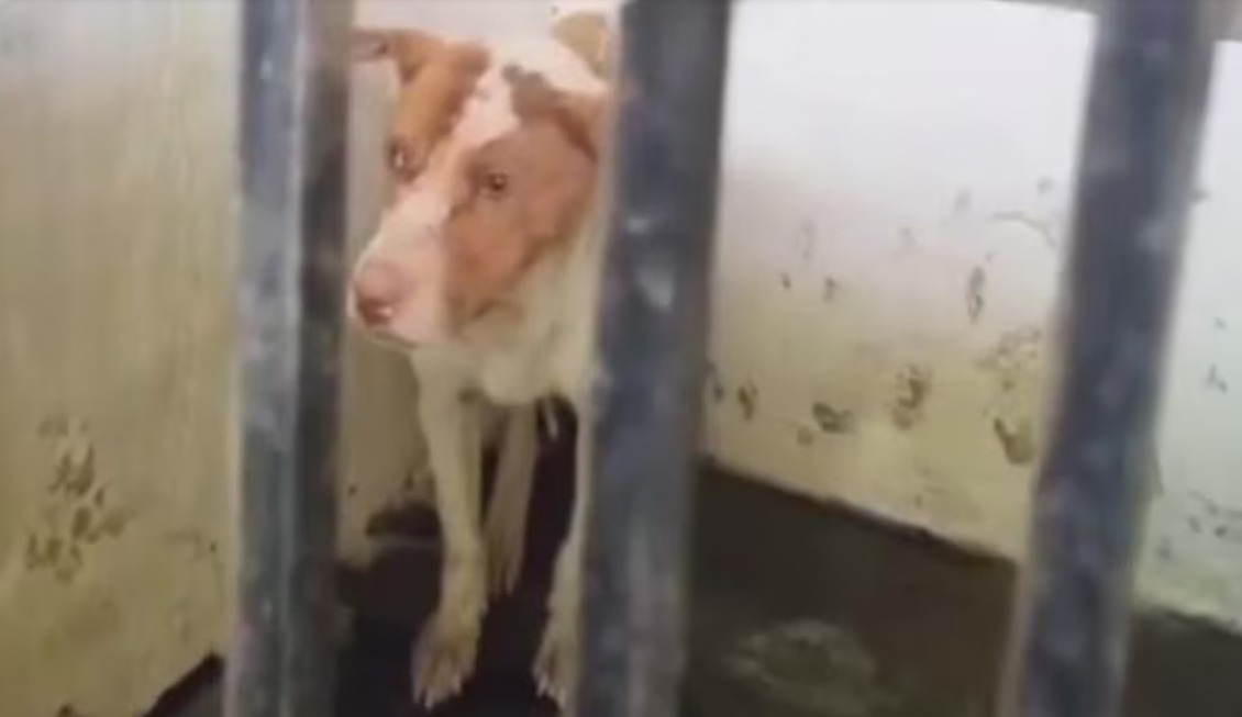 Santa, la perrita rescatada del maltrato que busca un hogar antes de Navidad