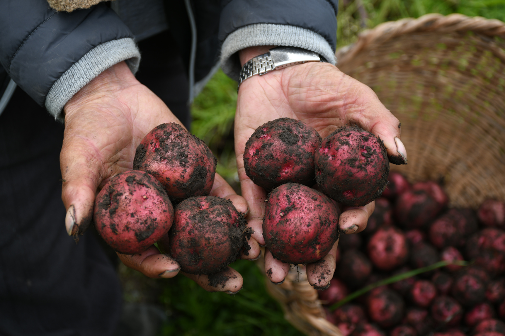 Unas 35.000 familias viven del cultivo de papa en la región Centro de Colombia.